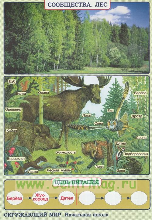 Таблица по биологии природные сообщества. Природное сообщество лес. Природное сообщество лес схема. Природное сообщество лес животные. Природные сообщества иллюстрация.
